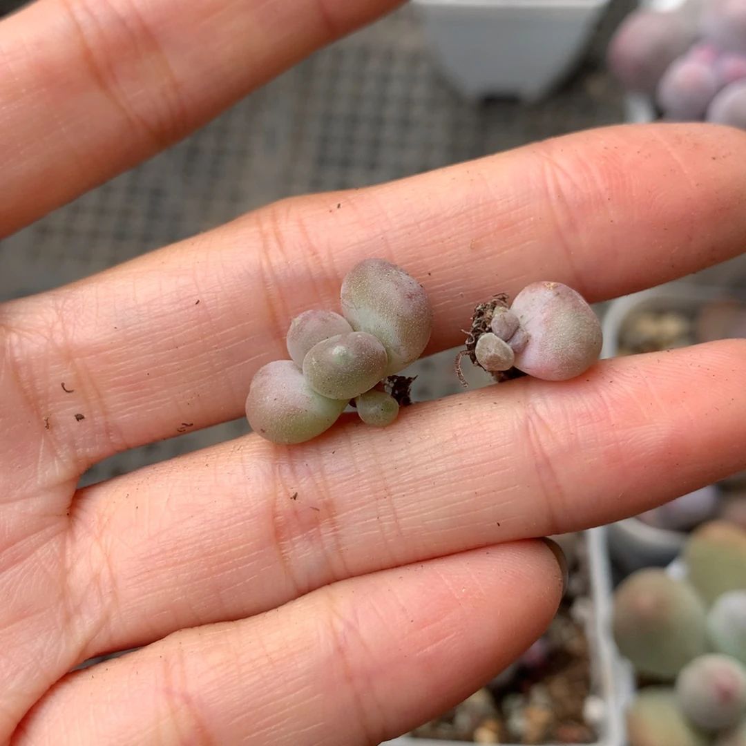 小屁桃 精品奶酪多肉