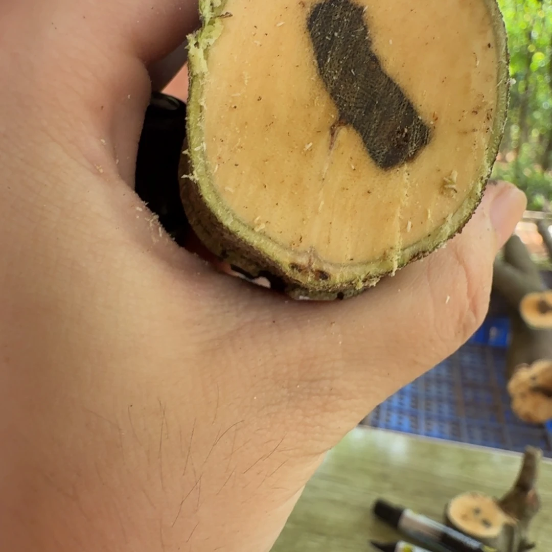 线香奇楠沉香原木