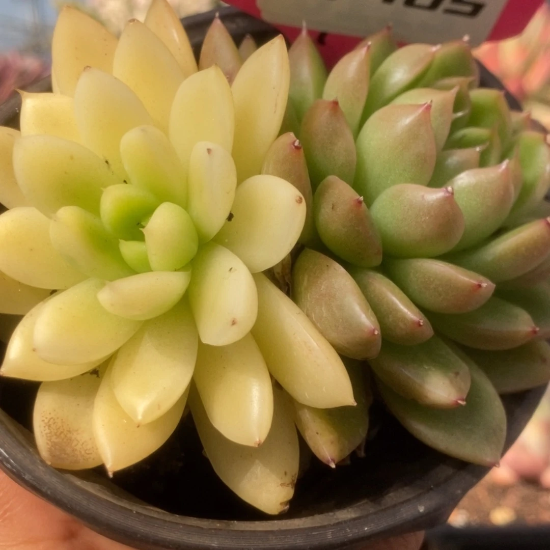 765西亚锦锦锦锦锦锦锦