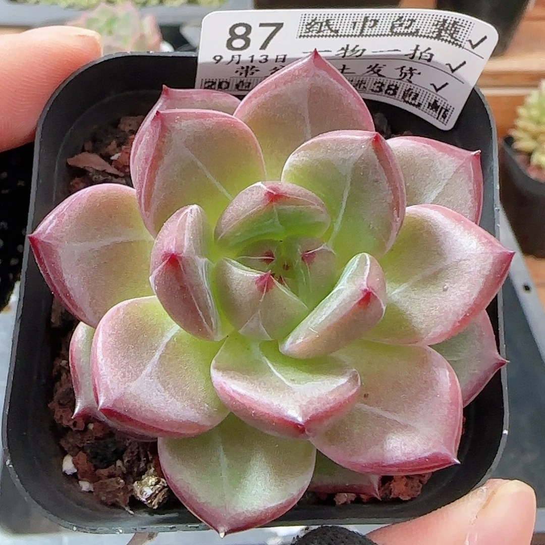 多肉0913-87芋圆福利