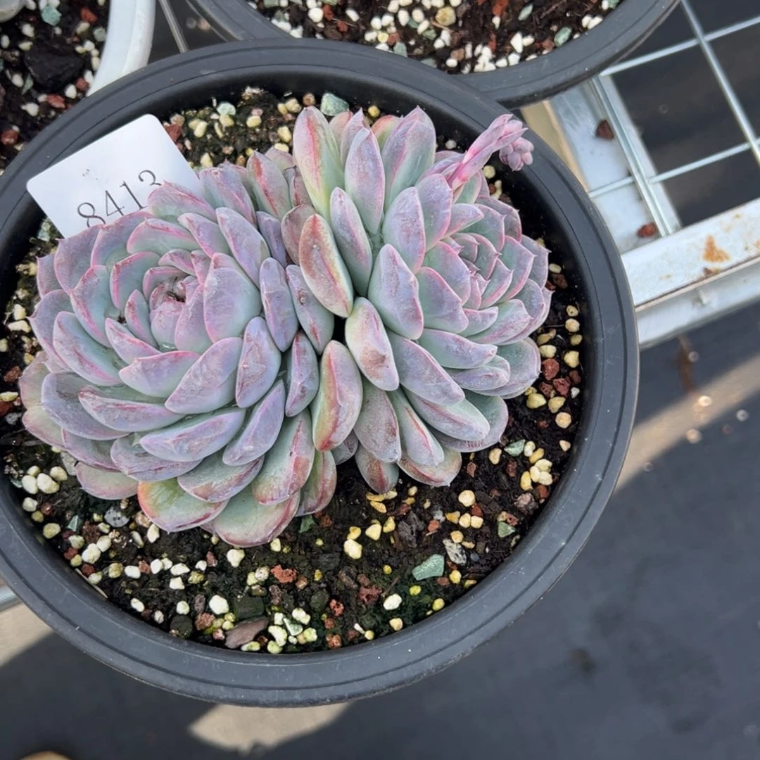 简*8413多多肉多多多多