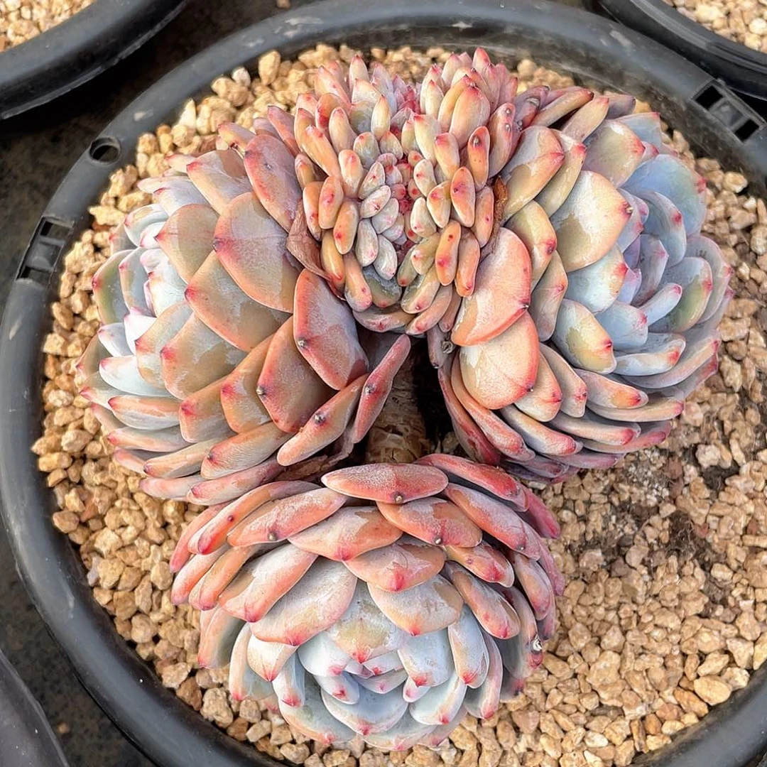 玲**稷多肉植物多肉植物