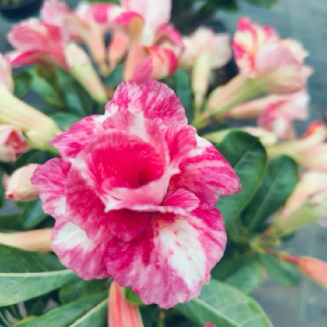 【芙蓉醉】沙漠玫瑰盆栽重瓣花卉绿植耐旱好养 发货不带花