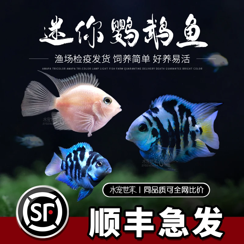 迷你鹦鹉鱼活体短鲷科鱼淡水观赏鱼宝蓝鹦鹉白化鹦鹉鹦鹉鱼观赏鱼