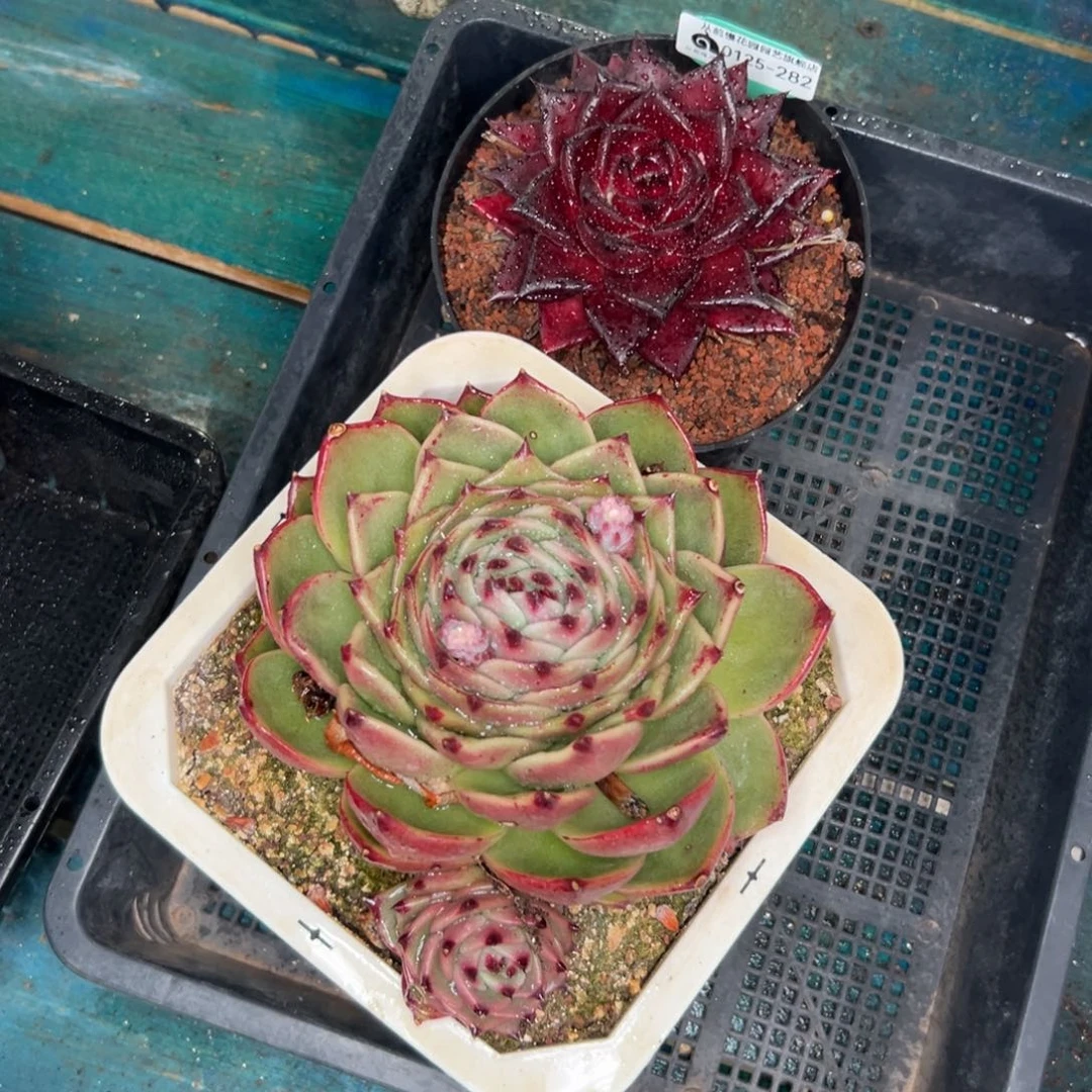 多肉一物一拍0125-282