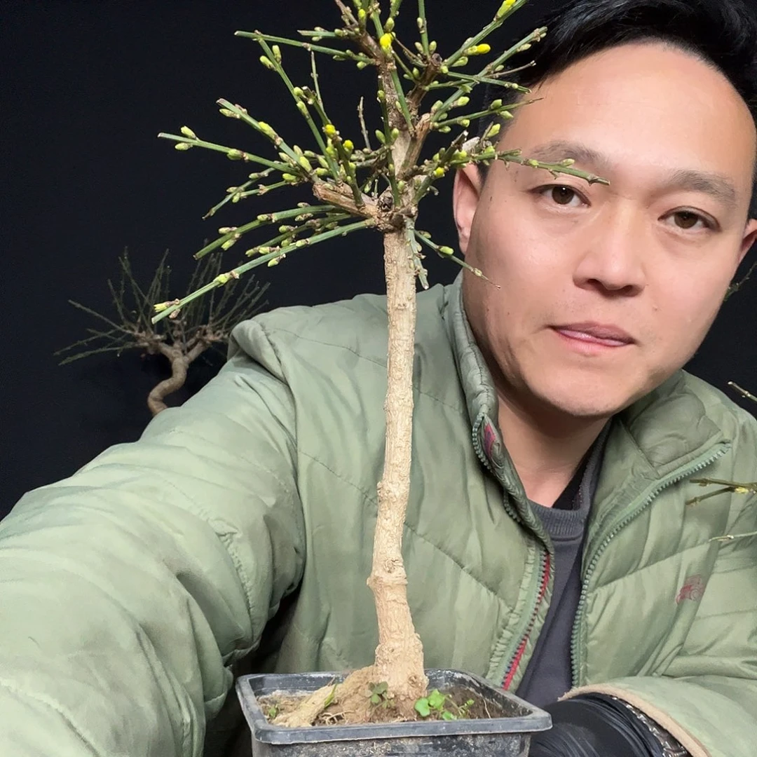 雪***梦无花朵新疆不包邮运费到付