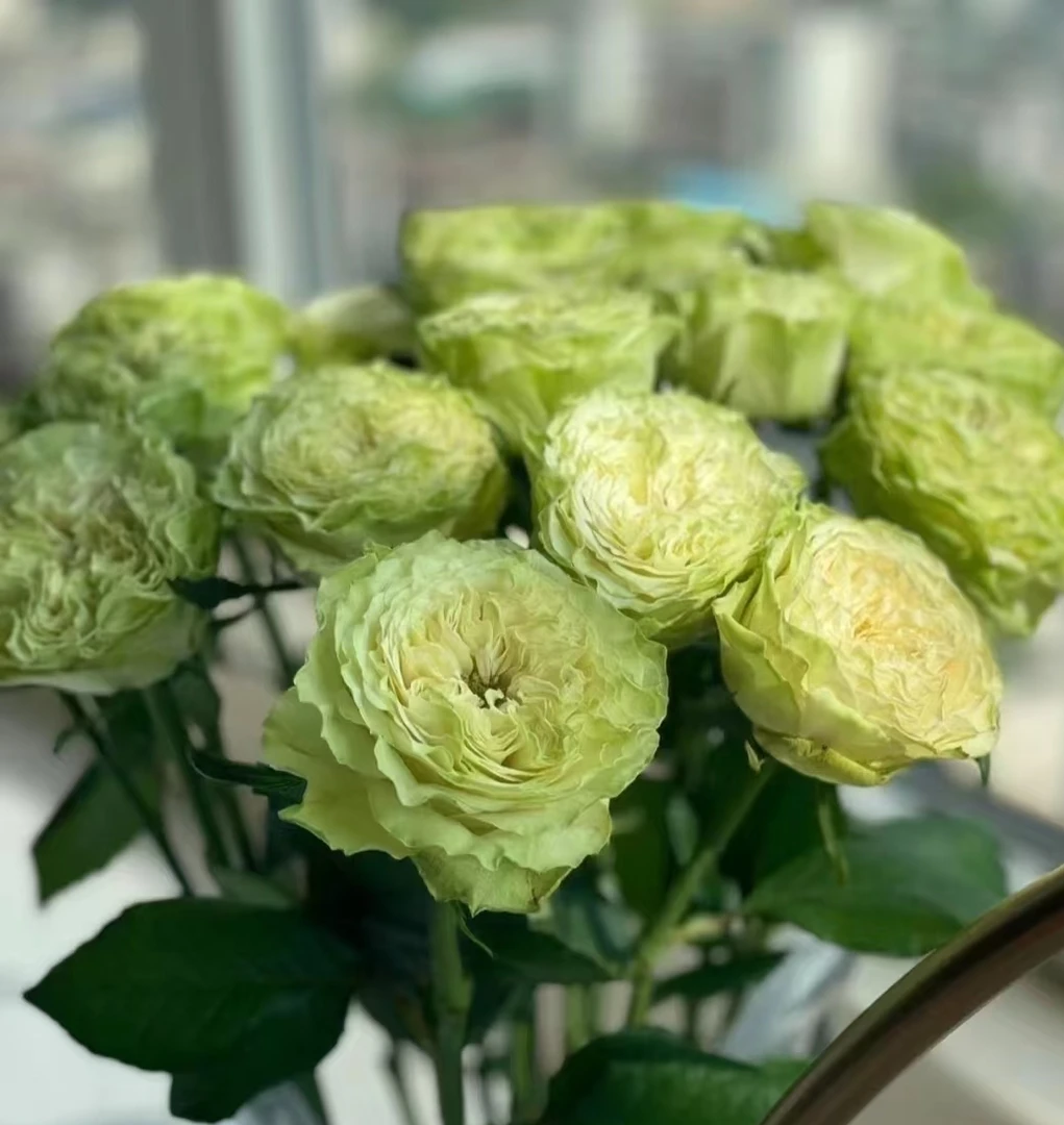 小乔玫瑰花高品质水养鲜花家用插花情人节花束云南直发鲜切花
