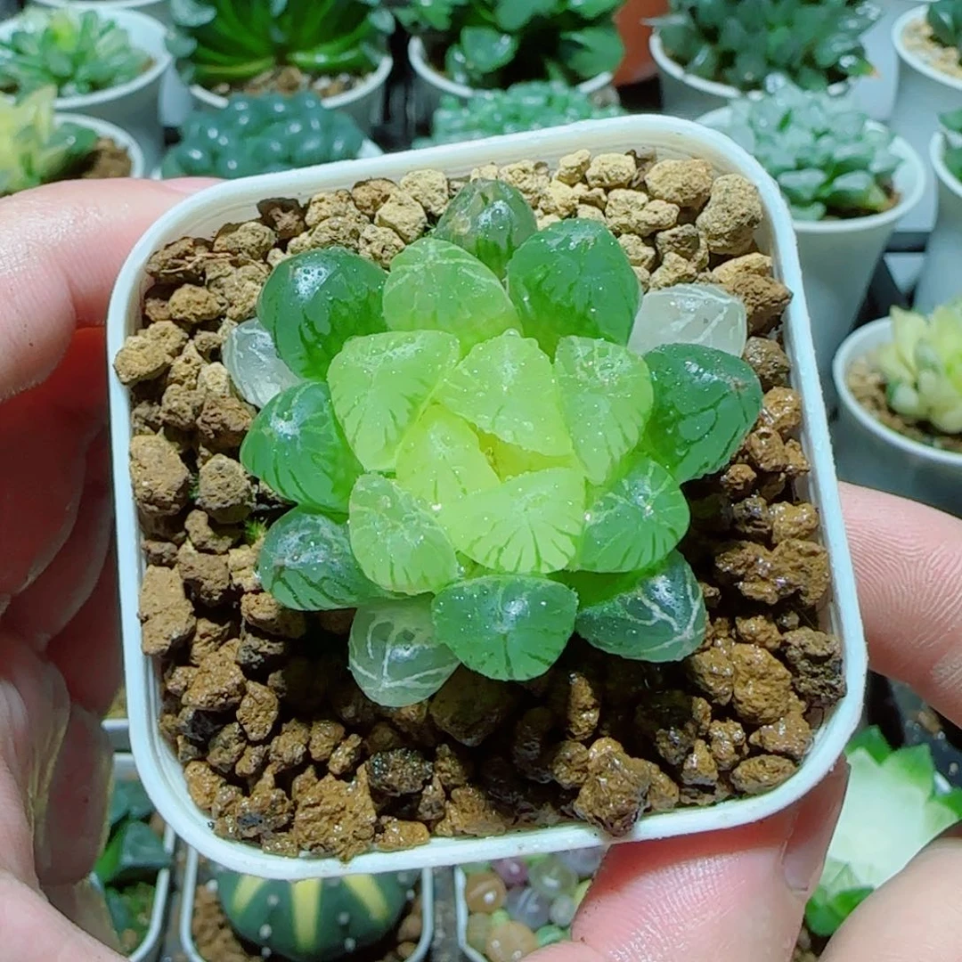 琥珀玉露多肉植物