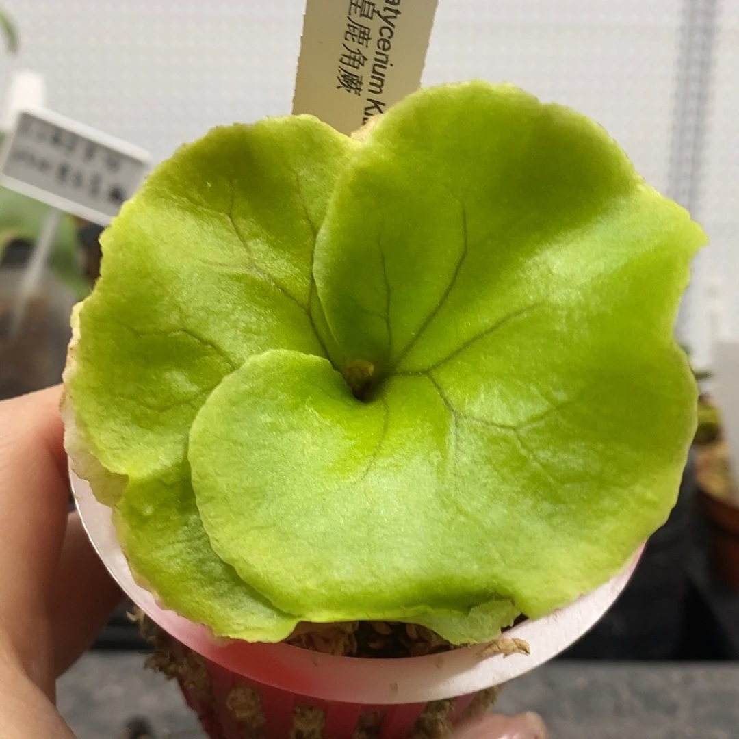 无花朵亚皇鹿角蕨