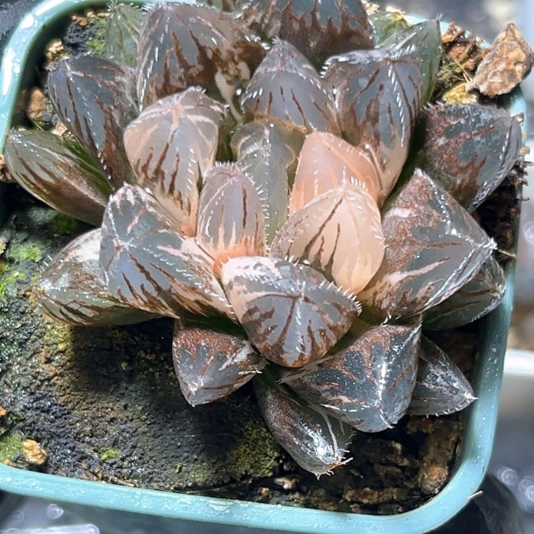 恭喜发财大吉大利4392