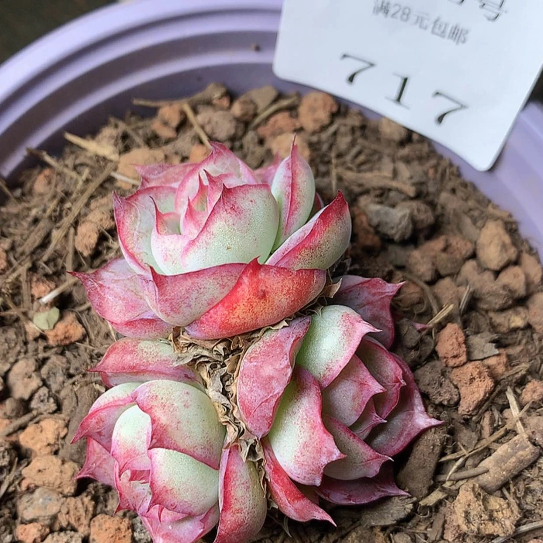 【闪购商品】云717