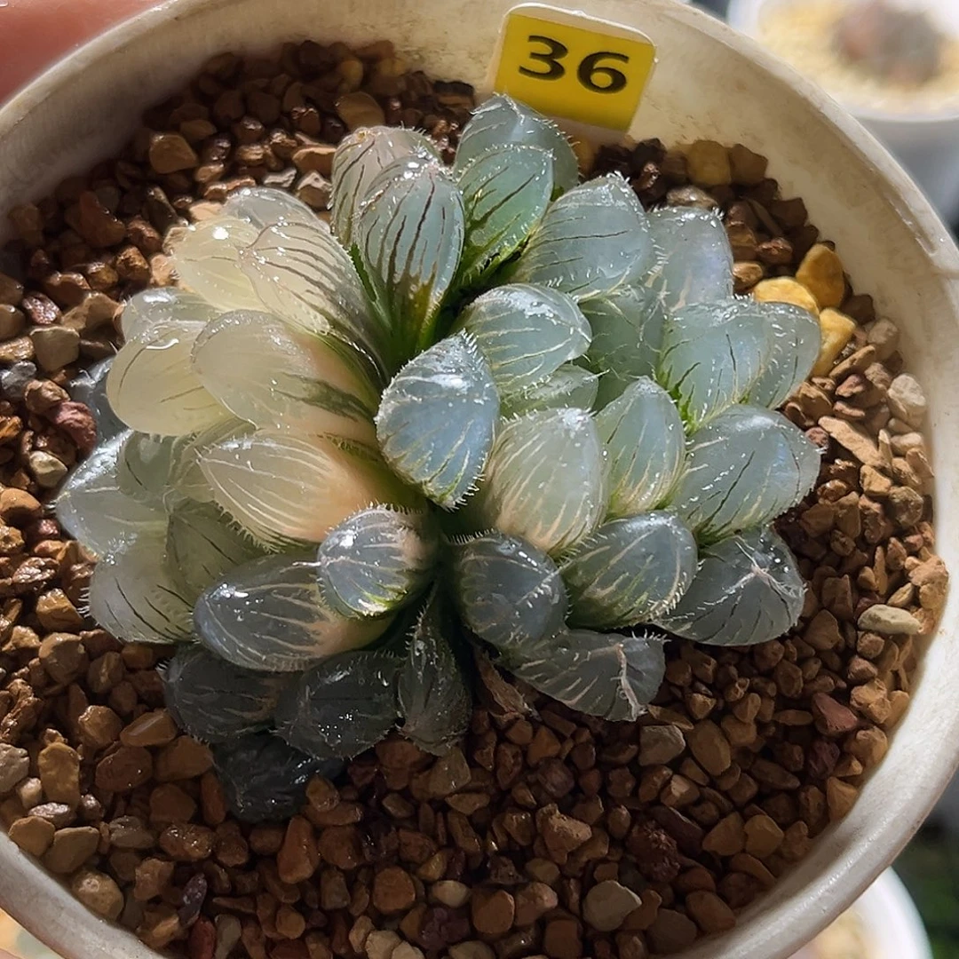 36实生玉露锦福利福利