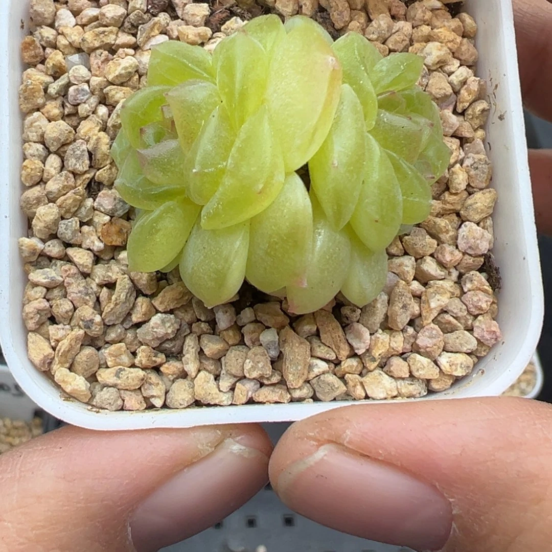 811号谪仙晗雨多肉