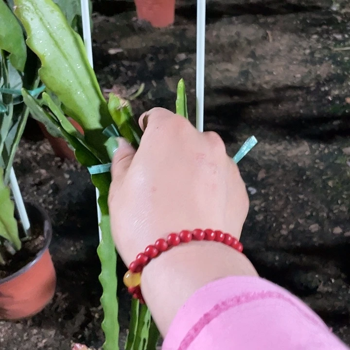 用****0令箭荷花盆栽220