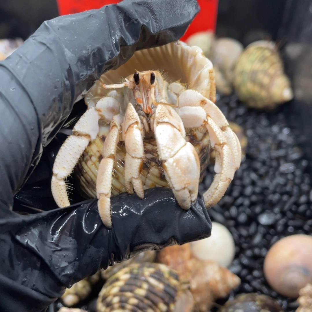 不退不换谢谢支持45