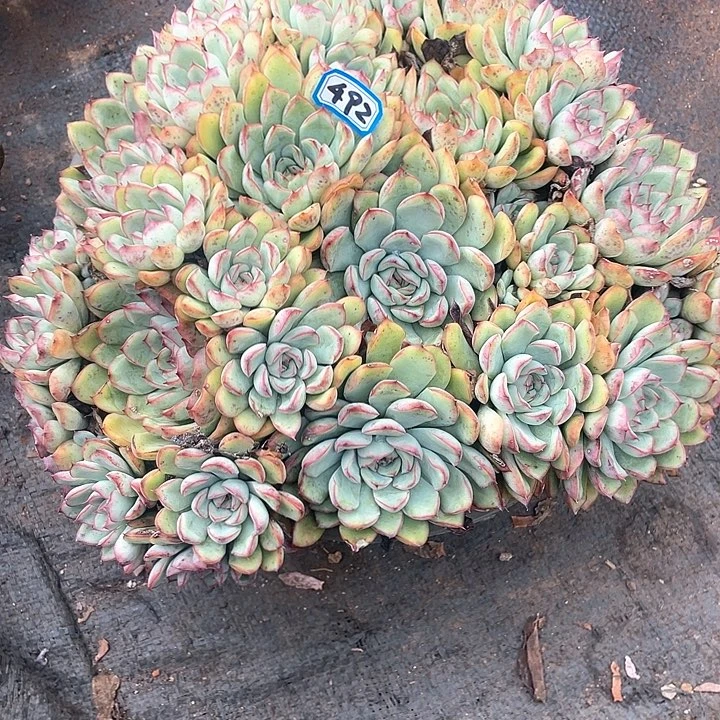 492荷花 一物一拍多肉