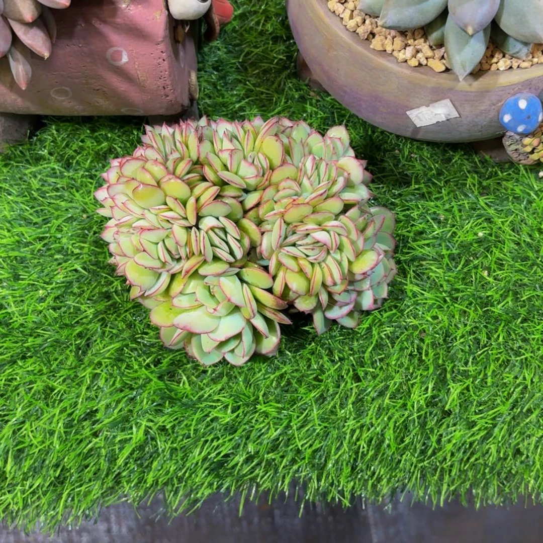 祝***好牡丹亭缀化多肉美美哒