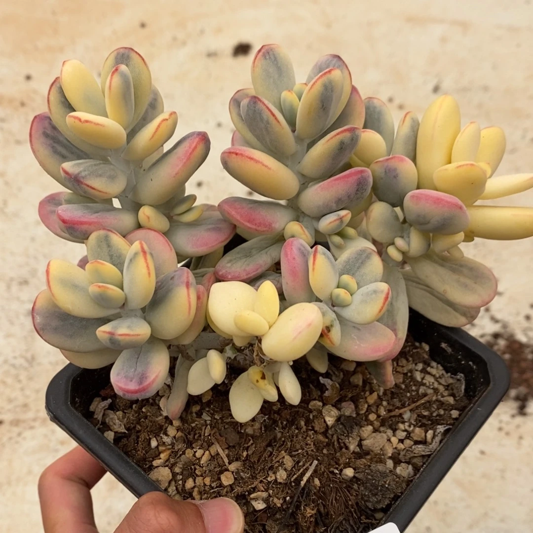 福娘锦多肉植物7283