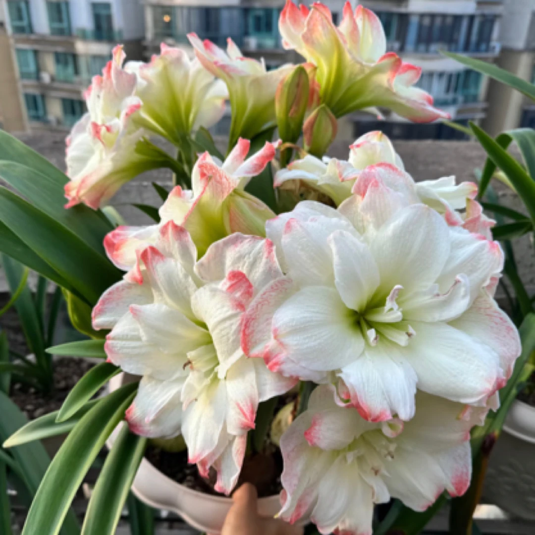 【戴斯】系列火焰樱桃火烈鸟糖果朱顶红进口包对版