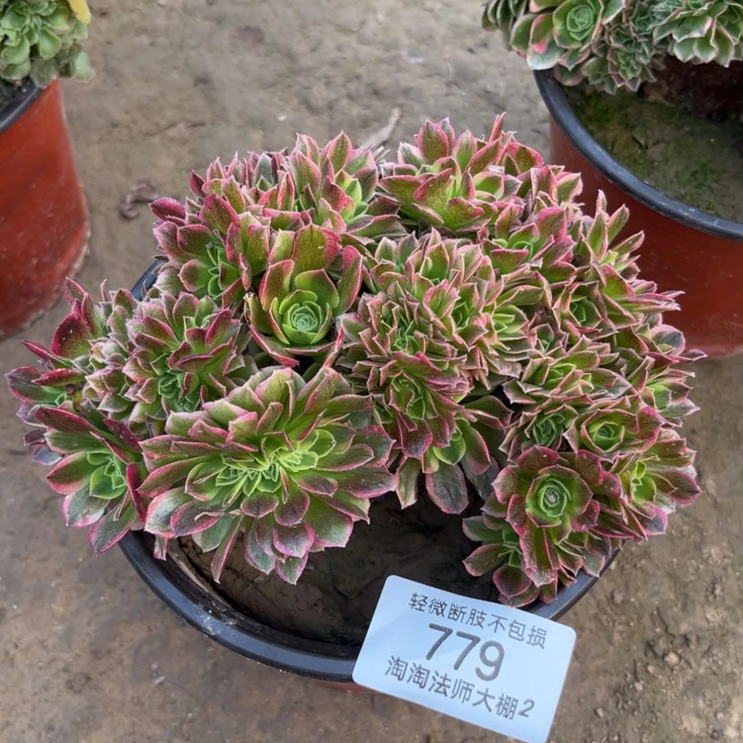 779万圣节奶白缀化多肉植物