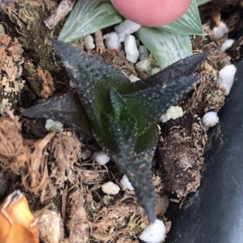 哥斯拉硬叶多肉植物