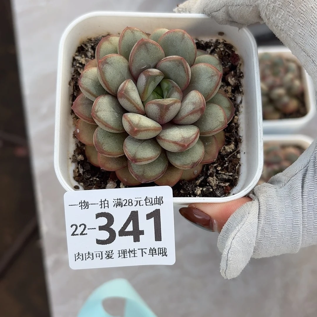 龙***儿葡萄无盆土发货无