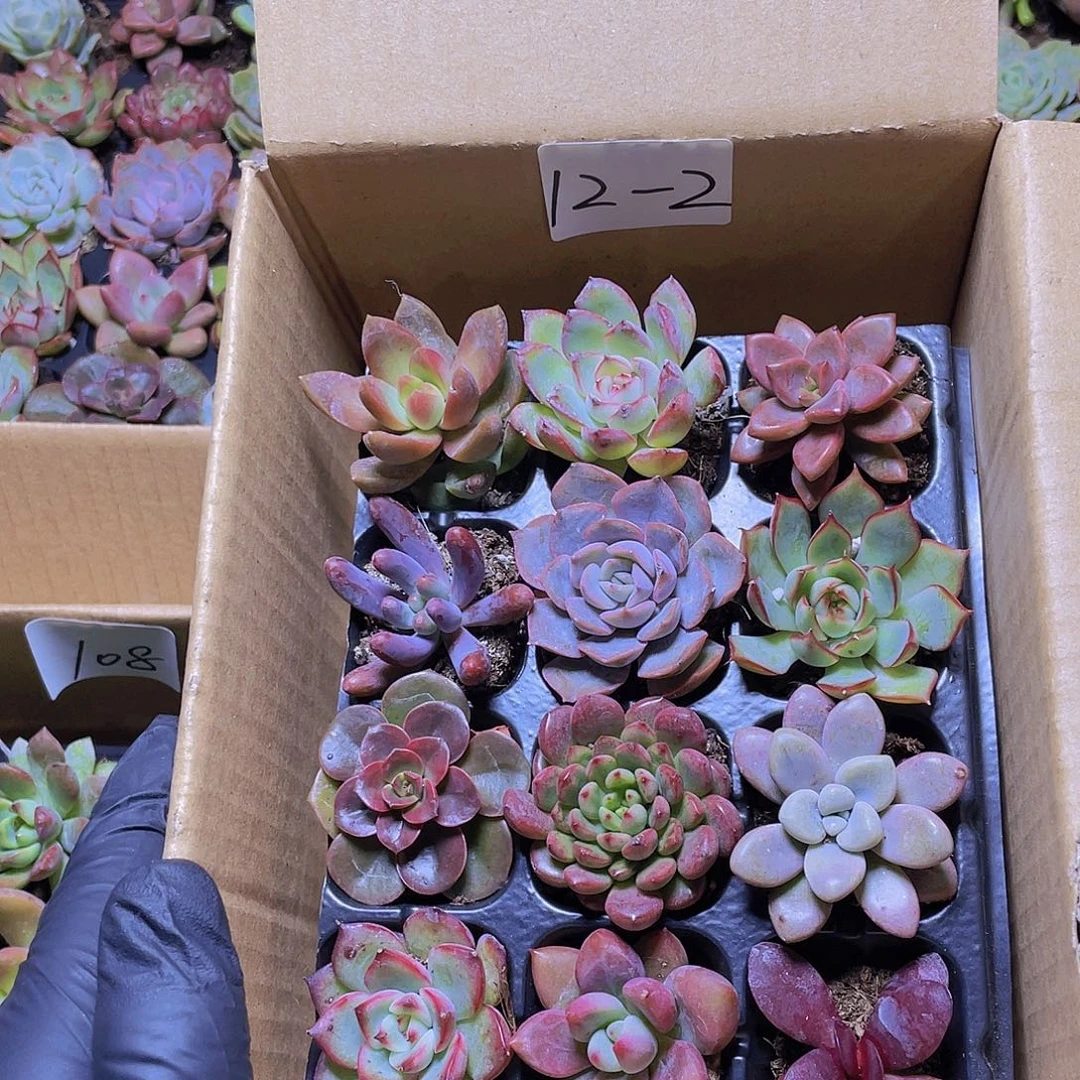 12颗-2号约3-5厘米