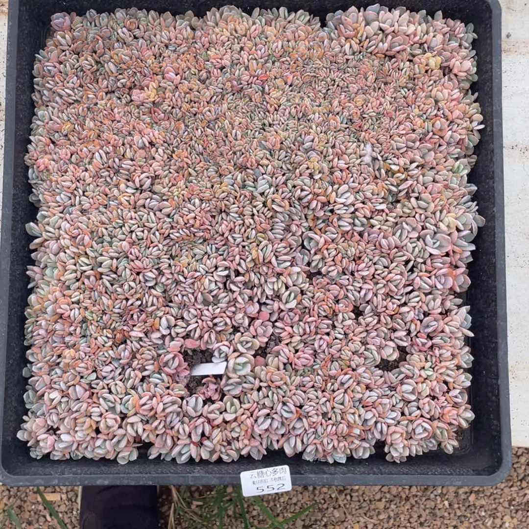 云糖心多肉植物552