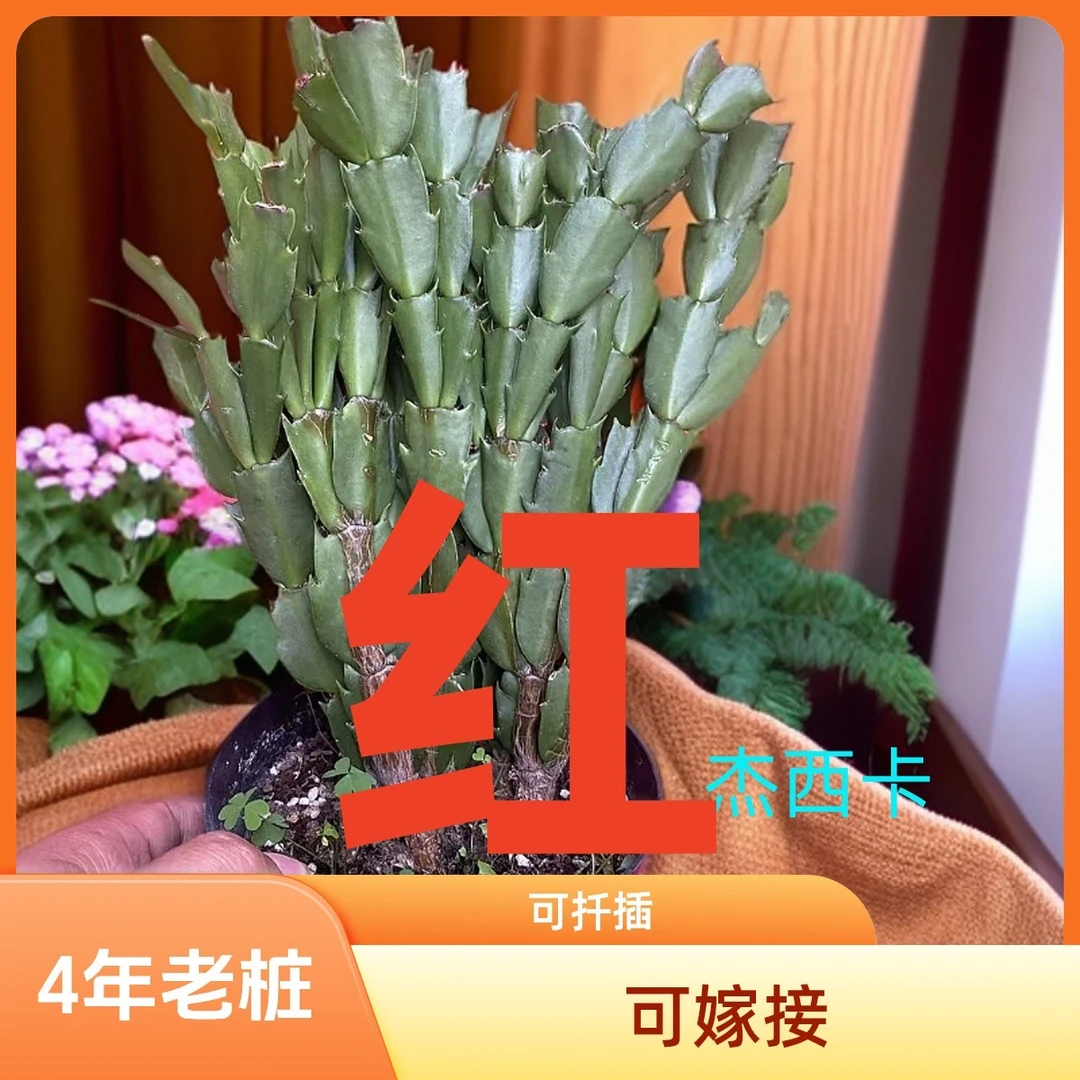 4年桩  红色  杰西卡   爪兰原盆原土自生根蟹爪兰嫁接扦插盆栽