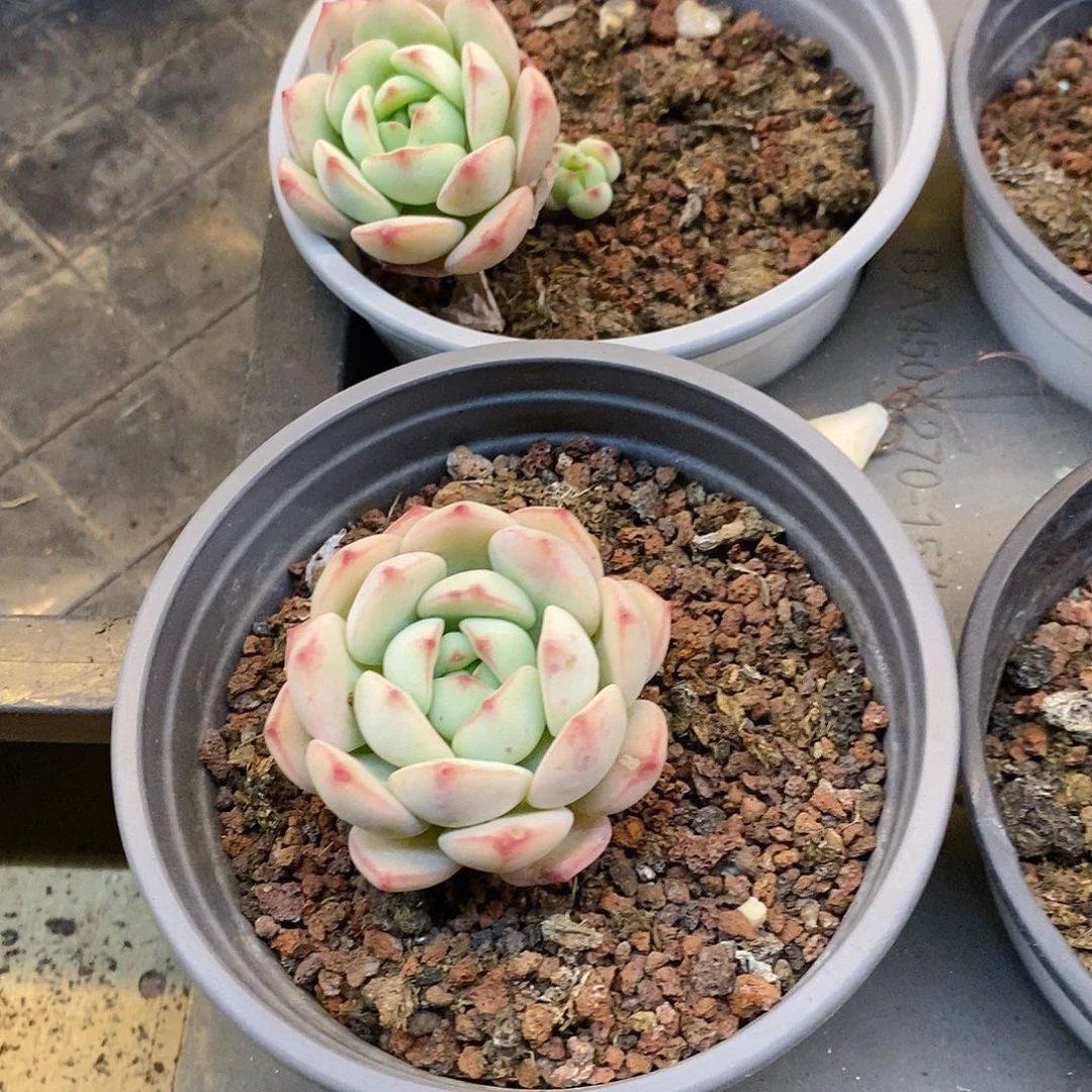 团。小香草。福利多多