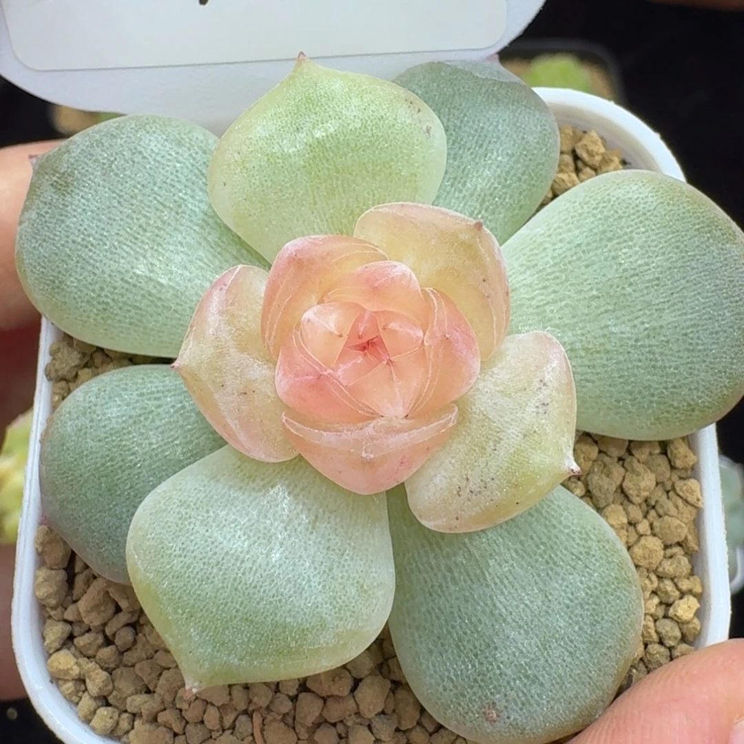 0527-09-编号单头混