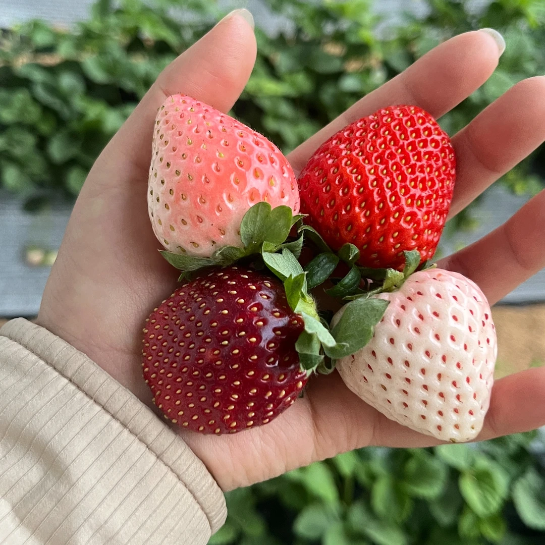 草莓盆栽花盆口径15cm【刘百万自种】好吃且高颜值的草莓