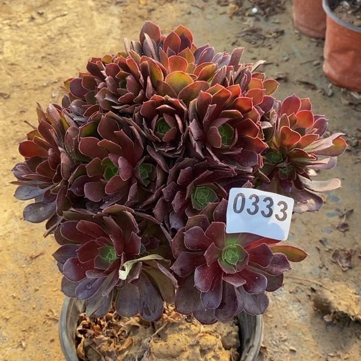 333荷兰玫瑰手捧多肉