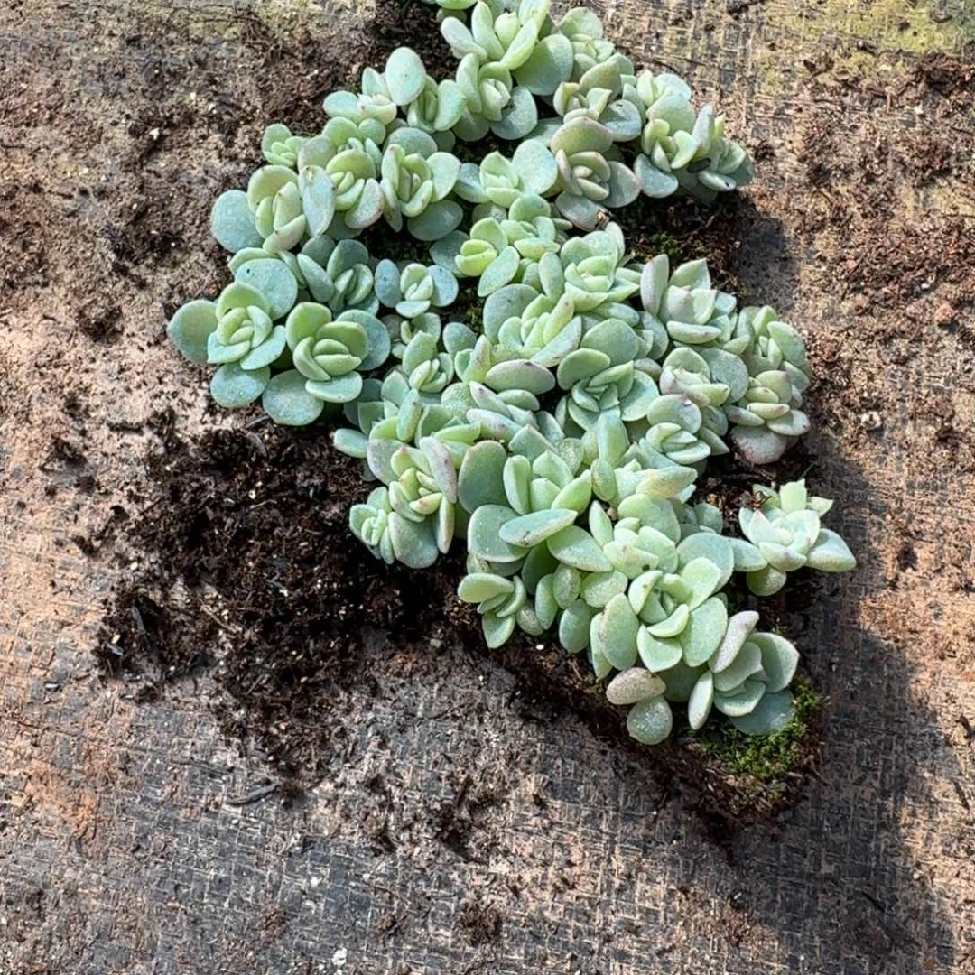 珍妮切糕一块量拍发货25-50