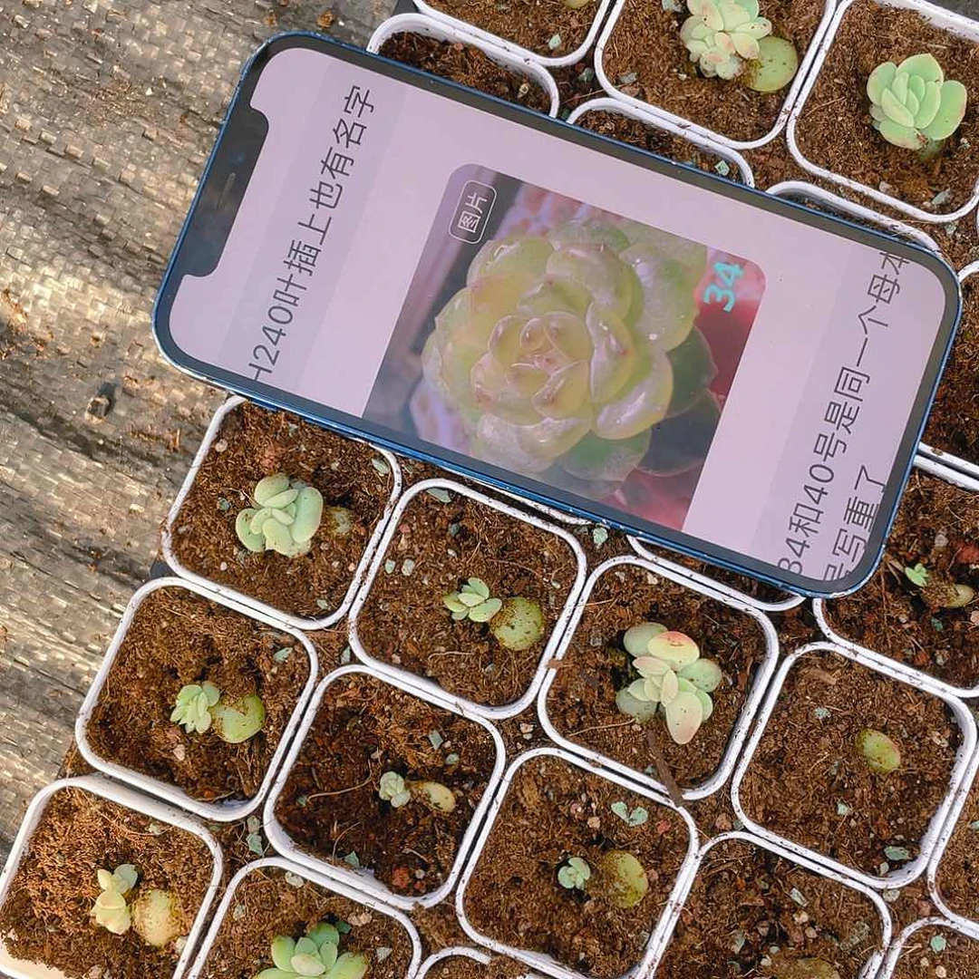 34号风花雪月 中盆一个满25包邮