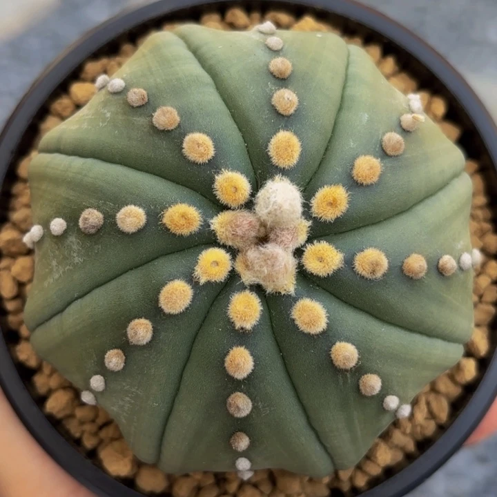 m实生螺旋基因日系海星兜