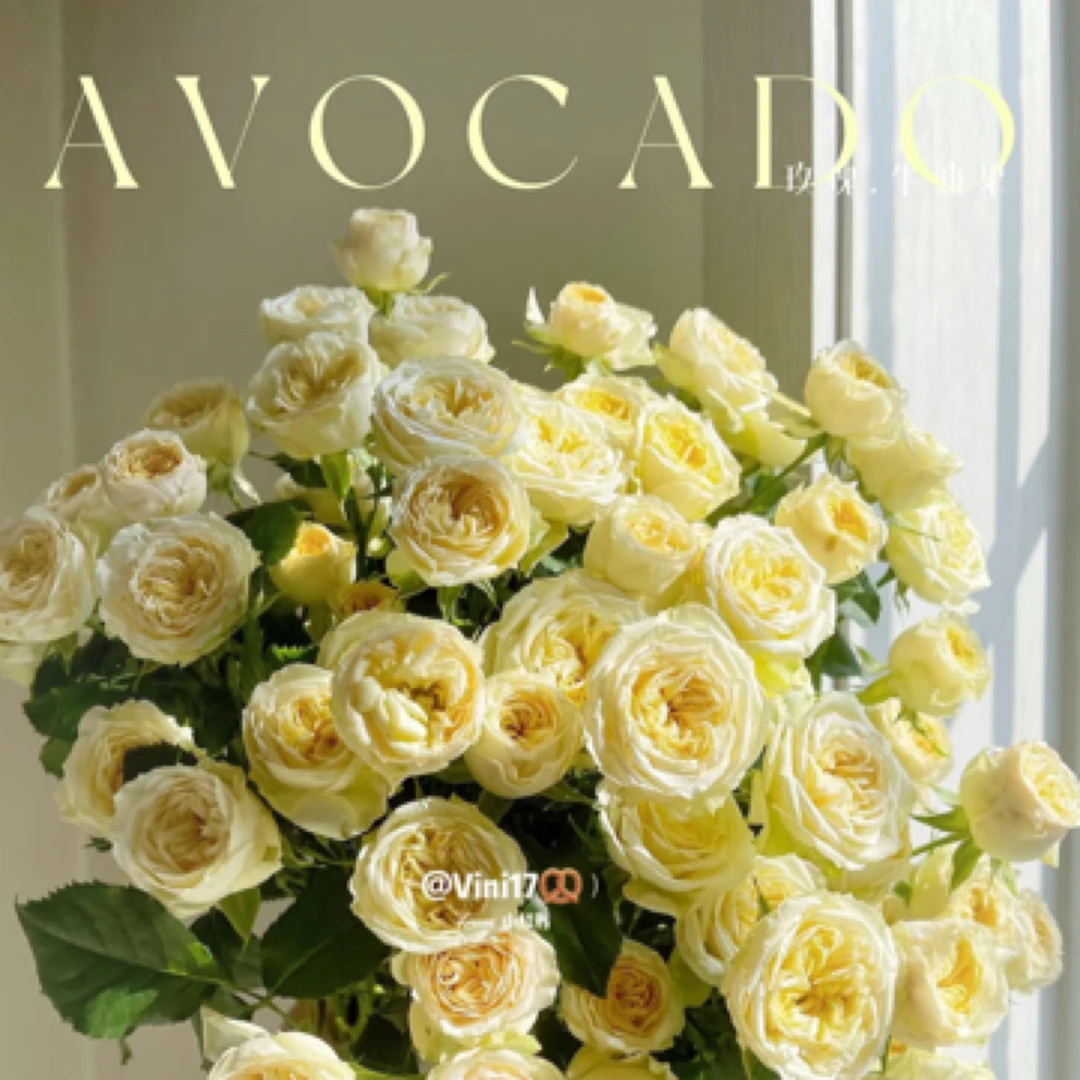 牛油果多头玫瑰批发店铺任意2单冷链包邮