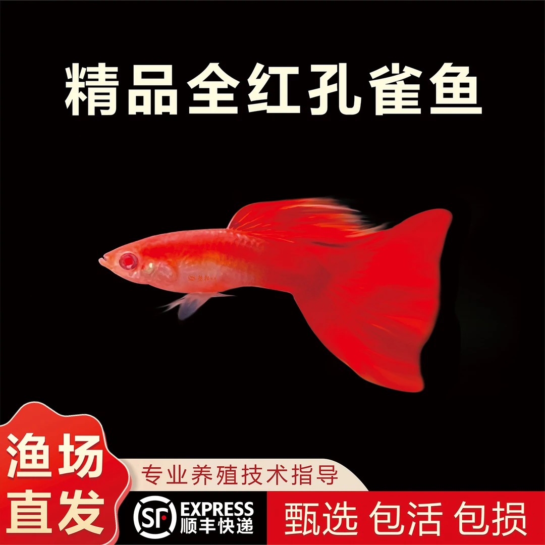 精品全红孔雀鱼可繁殖种鱼小型热带观赏鱼淡水鱼桌面孔雀鱼观赏鱼