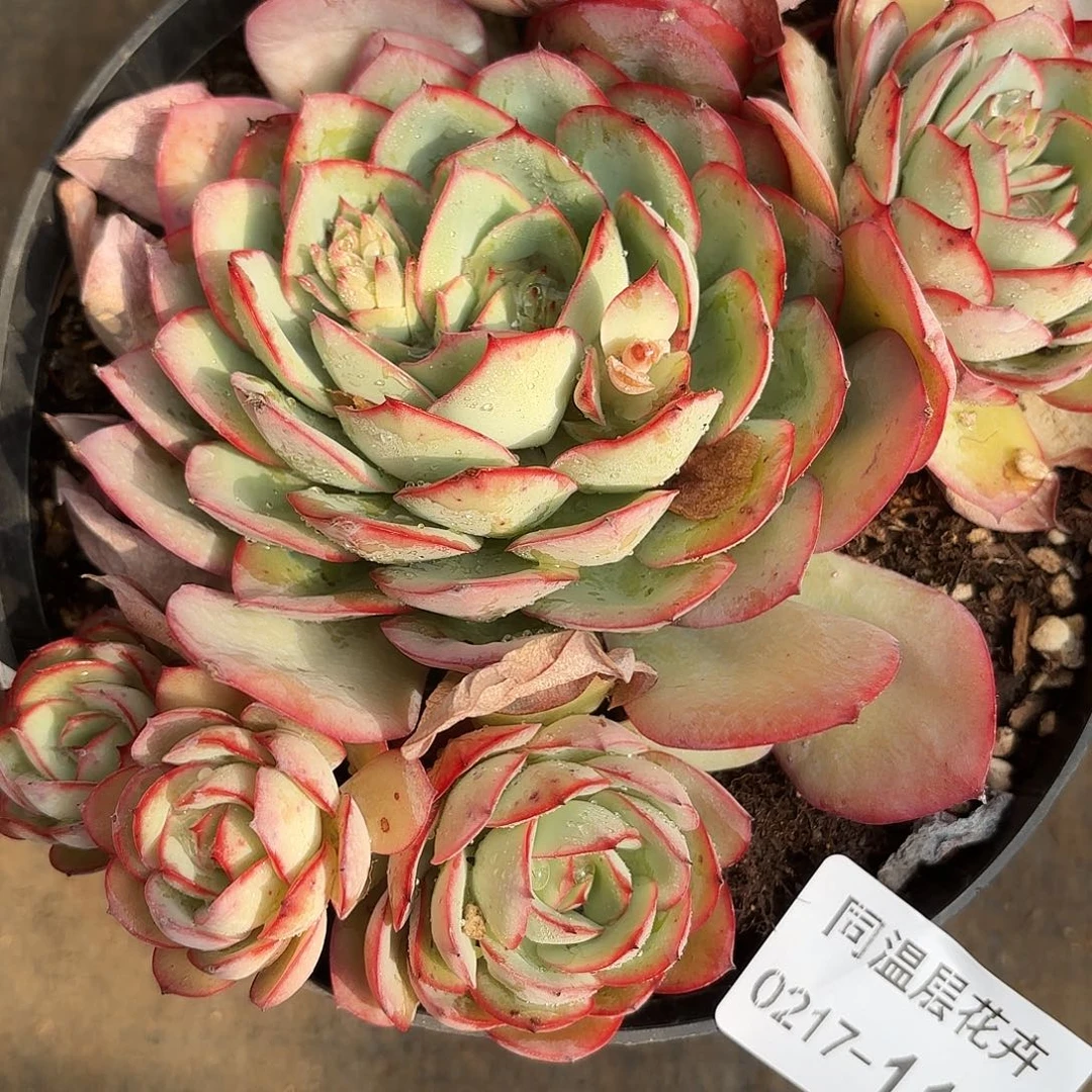 石***妮同温层多肉114牡丹亭