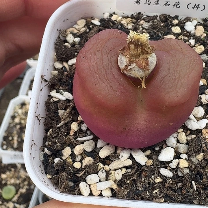 老马生石花3大毛412