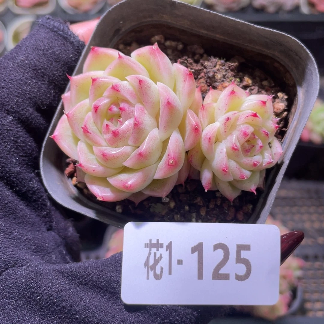 花利美1-125麦秆双头