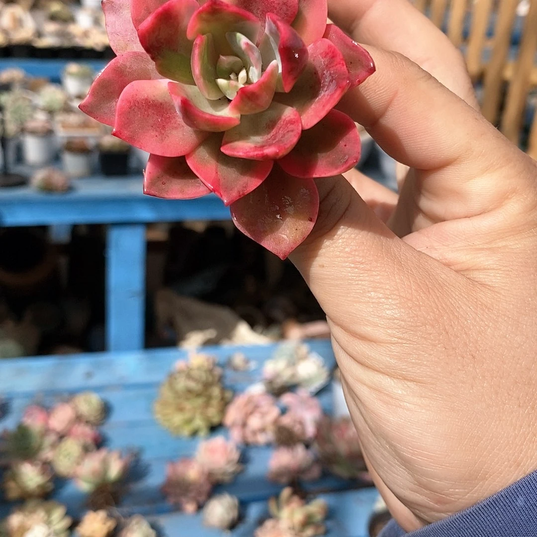 452粉哈林锦多肉植物哇啦塞