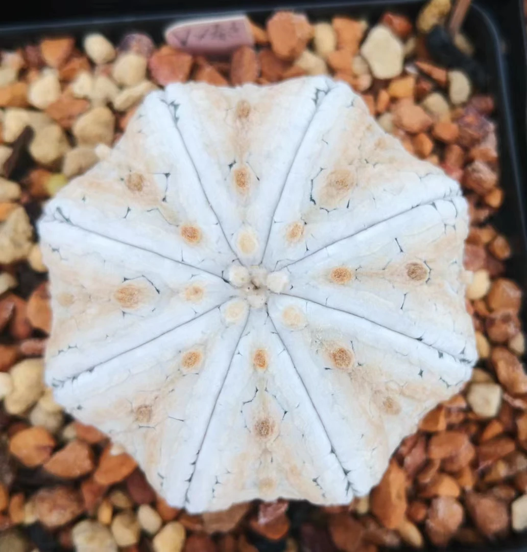 精品仙人球一物一拍专属链接