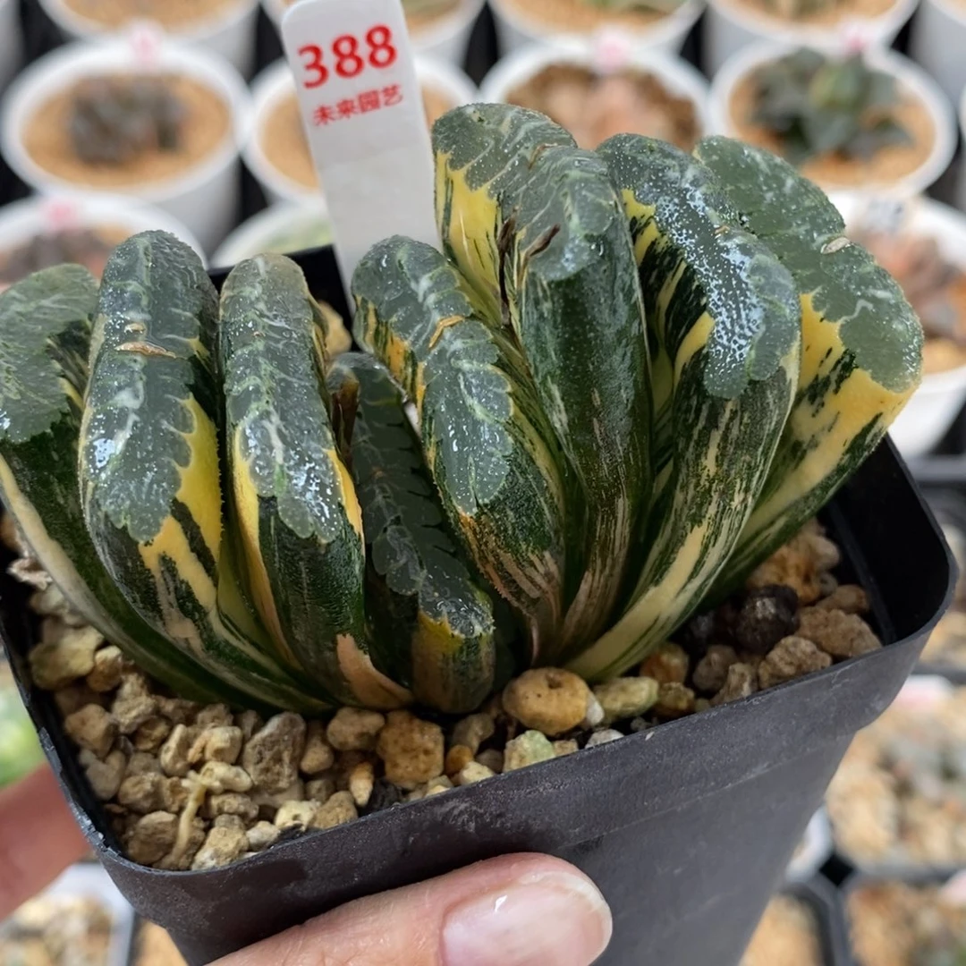 388母本赤斑玉扇锦