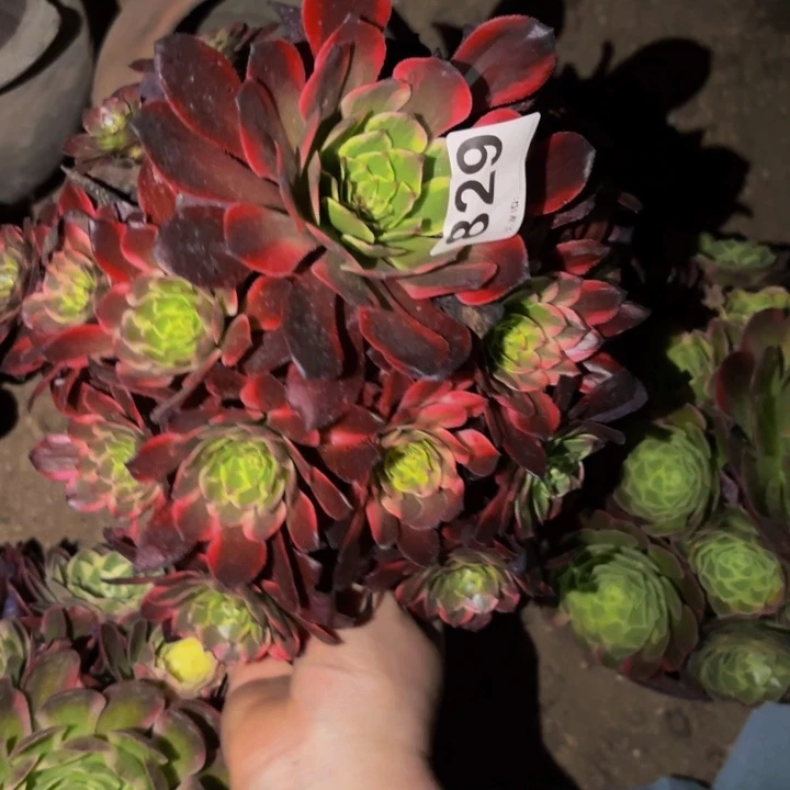 火烧云多肉植物不售后量拍