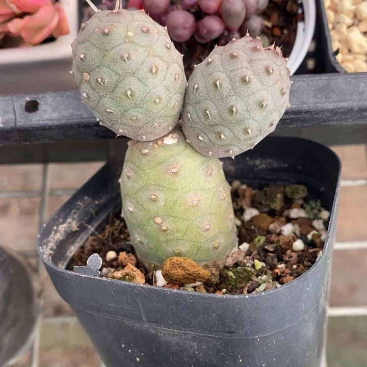 伯克利和他的朋友们在一起