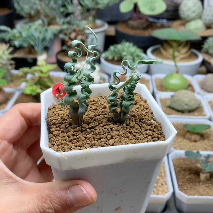 海带弹簧草2颗带盆