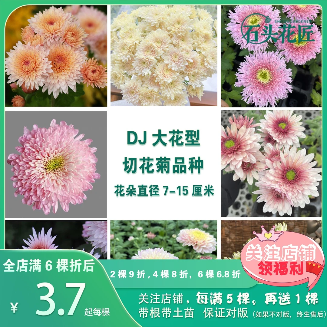 石头花匠皇后 卡林巴三文鱼 大花切花菊雏菊苗多年生宿根盆栽