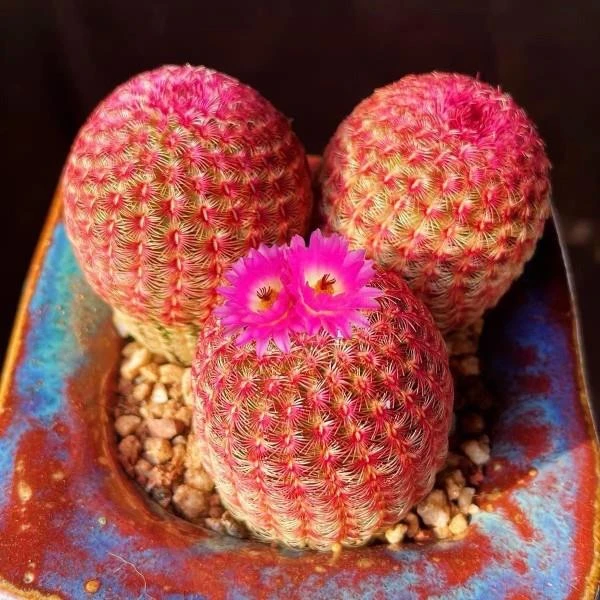 专柜品牌红太阳 多肉植物开花仙人球四季养实生紫太阳室内阳台桌