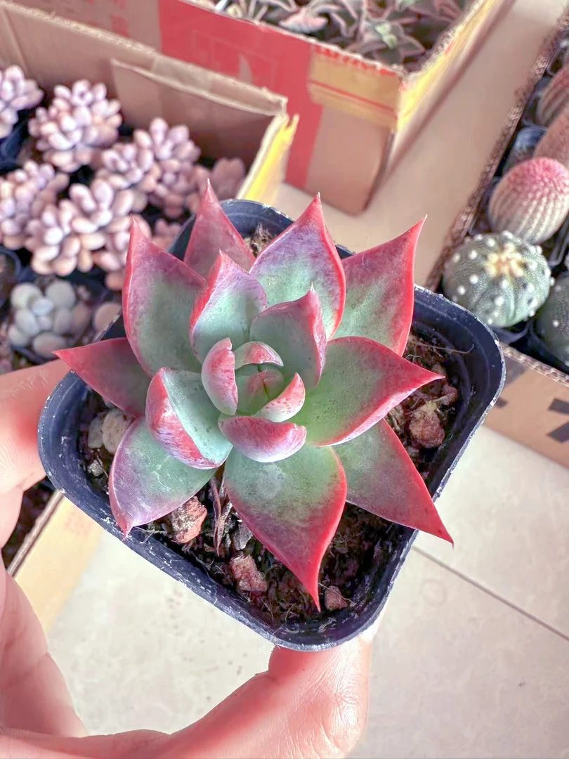 惊鸿仙子 多肉植物（满9.9元包邮发货）